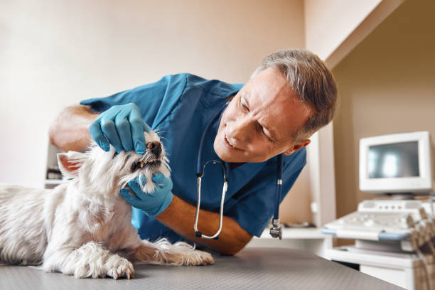 Best Emergency Treatment for Toothache in Idylwood, VA
